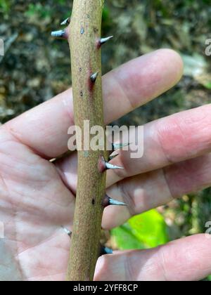 lorbeerblatt greenbrier (Smilax laurifolia) Stockfoto