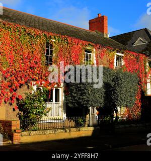 Attraktive Herbstszene mit virginia Kriecher in lebhaften Herbstfarben, Cowbridge, Vale of Glamorgan, South Wales, Großbritannien. November 2024 Stockfoto