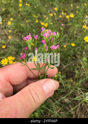 Schlanke Zentaury (Centaurium tenuiflorum) Stockfoto
