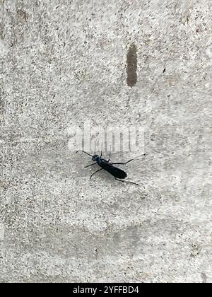 Nearctic Blue Schlamm-Dauber Wasp (Chalybion californicum) Stockfoto