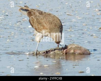 Chimango Caracara (Daptrius chimango) Stockfoto