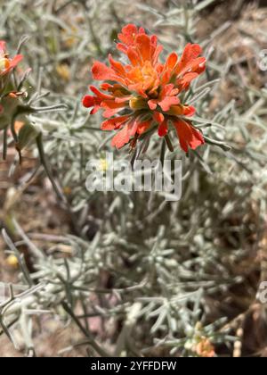 Indischer Wollpinsel (Castilleja foliolosa) Stockfoto