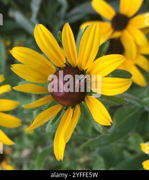 Pigweed Flea Beetle (Disonycha glabrata) Stockfoto