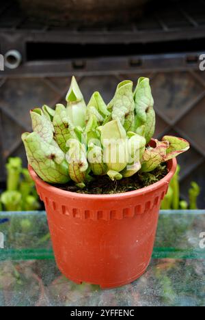 Sarracenia purpurea, eine Art fleischfressender Pflanze aus der Familie der Sarraceniaceae. Zierpflanzen im Garten Stockfoto