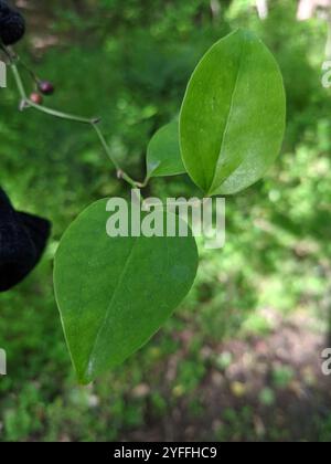 Roundleaf greenbrier (Smilax rotundifolia) Stockfoto