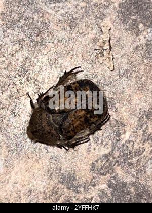 Hummeln Flower Beetle (Euphorie inda) Stockfoto