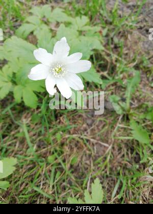 Altaische Anemone (Anemonoides altaica) Stockfoto