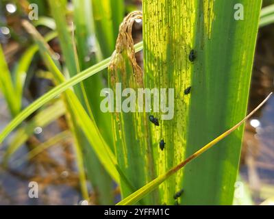 Iris Flohkäfer (Aphthona nonstriata) Stockfoto