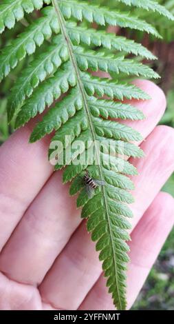 Australische Leafroller Tachinid (Trigonospila brevifacies) Stockfoto