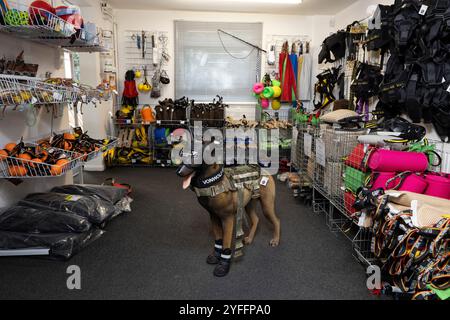 Alan und Sally Dickinson, das Ehemann- und Ehefrau-Team hinter dem Surrey-Unternehmen von Wolf K9, das in einem kleinen, einstöckigen Geschäft in Horley, England, ansässig ist Stockfoto