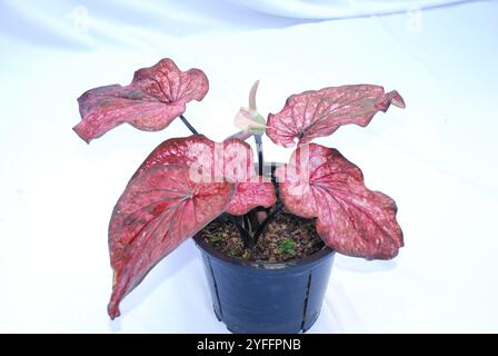 Caladium bicolor, genannt Herz Jesu, gepflanzt auf Topf isoliert auf weißem Hintergrund Stockfoto