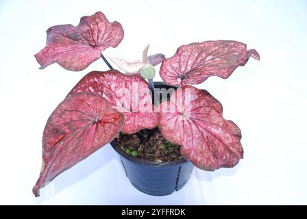 Caladium bicolor, genannt Herz Jesu, gepflanzt auf Topf isoliert auf weißem Hintergrund Stockfoto