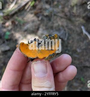 Frühlingsorangenschalen-Pilz (Caloscypha fulgens) Stockfoto