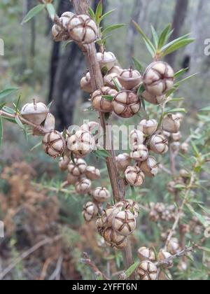 Stacheliger Teebaum (Leptospermum continentale) Stockfoto