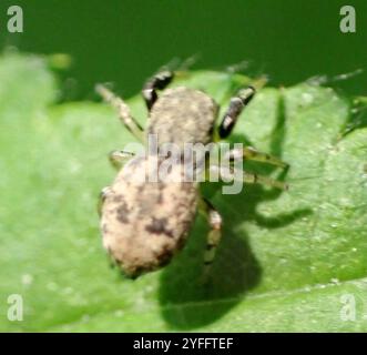 Eichenspringspinne (Ballus chalybeius) Stockfoto