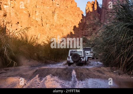 WADI DISAH, SAUDI-ARABIEN - 7. NOVEMBER 2021: Fahrzeuge fahren durch Schilf im Wadi Disah Canyon, Saudi-Arabien Stockfoto