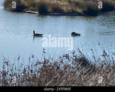 Kanadische Riesengans (Branta canadensis maxima) Stockfoto