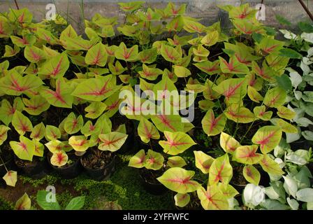 Caladium bicolor, das Herz Jesu genannt, blühen Pflanzen für den Anbau voll im Garten mit grünen Blättern Stockfoto