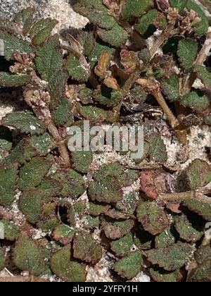 Florida Hängematte Sandmatte (Euphorbia ophthalmica) Stockfoto