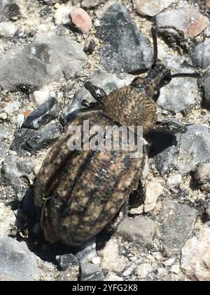 Luzerne Schnauzenkäfer (Otiorhynchus ligustici) Stockfoto