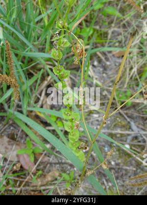 Das aussehende Glas der Venus (Triodanis perfoliata) Stockfoto