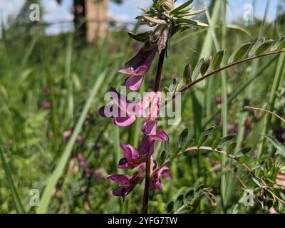 (Vicia pannonica striata) Stockfoto