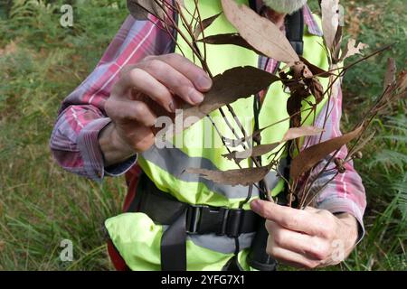 Rote Stringybark (Eukalyptus macrorhyncha) Stockfoto