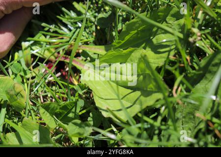 Amerikanische Kochbanane (Plantago rugelii) Stockfoto
