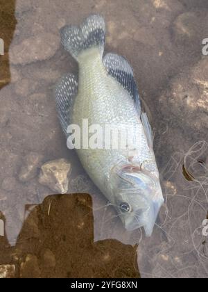 Weiße Crappie (Pomoxis Annularis) Stockfoto