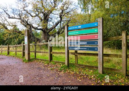 Die Major Oak, eine große englische Eiche in der Nähe des Dorfes Edwinstowe inmitten des Sherwood Forest, Nottinghamshire, England, Großbritannien Stockfoto