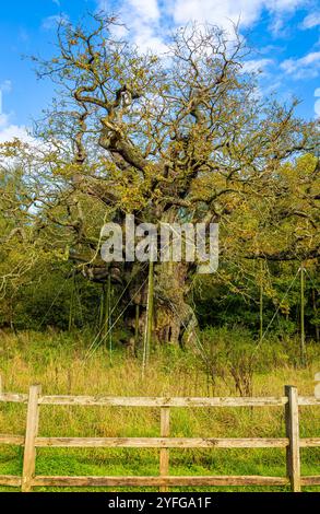 Die Major Oak, eine große englische Eiche in der Nähe des Dorfes Edwinstowe inmitten des Sherwood Forest, Nottinghamshire, England, Großbritannien Stockfoto