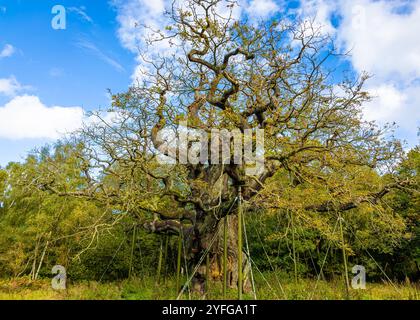 Die Major Oak, eine große englische Eiche in der Nähe des Dorfes Edwinstowe inmitten des Sherwood Forest, Nottinghamshire, England, Großbritannien Stockfoto