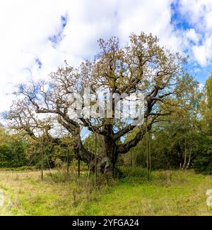 Die Major Oak, eine große englische Eiche in der Nähe des Dorfes Edwinstowe inmitten des Sherwood Forest, Nottinghamshire, England, Großbritannien Stockfoto