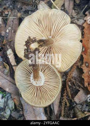 Austral-Honigpilz (Armillaria novae-zelandiae) Stockfoto