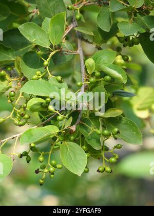 Kirschblüte (Cordia dichotom) Stockfoto