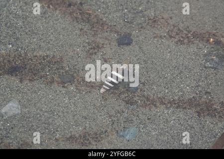 Japanisches falsches Cerith (Batillaria attramentaria) Stockfoto