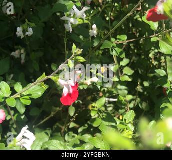 California Humble Bee (Bombus californicus) Stockfoto