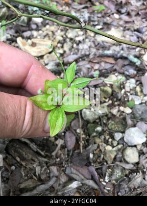 Lakritzbettstroh (Galium circaezans) Stockfoto