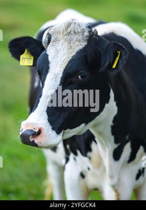 Kuh auf der Wiese. Rinder auf grünem Feld. Kuh schwarz-weiß. Kuh Nahaufnahme Porträt auf dem Land. Kühe weiden auf Sommerwiesen. Ländliche Landschaften Stockfoto