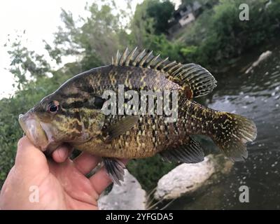 Warmouth (Lepomis gulosus) Stockfoto