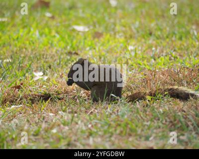 Taiwan Eichhörnchen (Callosciurus erythraeus thaiwanensis) Stockfoto