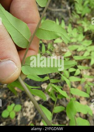 American Royal Fern (Osmunda spectabilis) Stockfoto