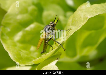Makrofoto einer Räuberfliege, Eutolmus rufibarbis, mit deutlich sichtbaren Mundteilen, behaarten Kopf und Mittelkörper und transparenten Flügeln, die auf einem Blatt stehen Stockfoto
