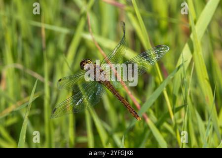 Nahaufnahme des fliegenden weiblichen Ruddy Darter, Sympetrum sanguineum, mit hellgrün braunem Bauch und transparenten Flügeln vor trübem Hintergrund mit Pflanzen Stockfoto