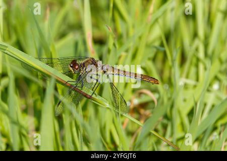 Nahaufnahme des weiblichen Ruddy Darter, Sympetrum sanguineum, mit hellgrün braunem Bauch und transparenten Flügeln auf Schilfstiel vor trübem Hintergrund mit Stockfoto