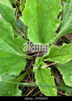Amerikanische Kochbanane (Plantago rugelii) Stockfoto
