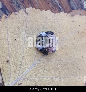 Gewöhnliche Vogelspinne (Celaenia excavata) Stockfoto