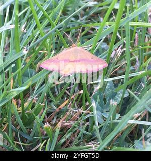 Geometer Motte (Haematopis grataria) Stockfoto