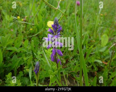 Getuftete Milchkraut (Polygala comosa) Stockfoto