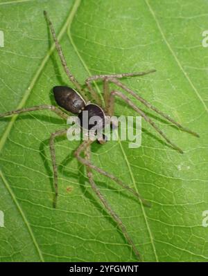 Eurasische Laufkrabbenspinne (Philodromus dispar) Stockfoto